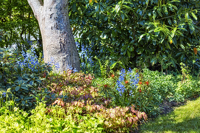 Buy stock photo Beautiful botanical garden landscape with a variety of lush flowers in the sun. Spanish bluebells and leaf plants growing in nature with tranquil views. Green lawn with trees and blossoms in spring