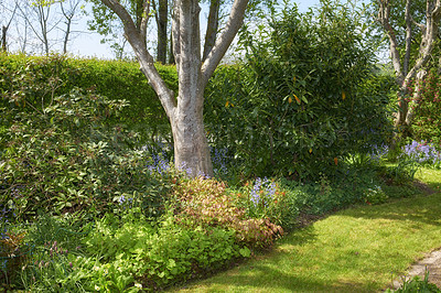 Buy stock photo Landscape view of landscaped garden in peaceful, private and secluded backyard at home. Neat, calm and freshly mowed green lawn and grass. Serene, tranquil nature yard to relax on break