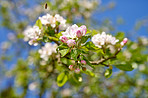 Apple trees flowers