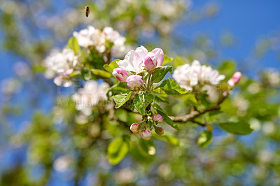 Buy stock photo Low angle view of white blossoms growing on an apple tree stem and blossoming with blurred bokeh background. Group of delicate fresh spring plants flowering in an orchard isolated on a blue sky