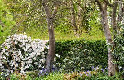 Buy stock photo Colorful flowers and plants growing and blooming in a botanical garden. Beautiful variety of greenery in a backyard in summer. Scenic landscaping of trees and bushes in a public nature environment