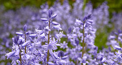 Buy stock photo Bluebell scilla siberica flowers, a species of geraniums growing in a field or botanical garden. Plants with vibrant leaves and violet petals blooming and blossoming in spring in a lush environment