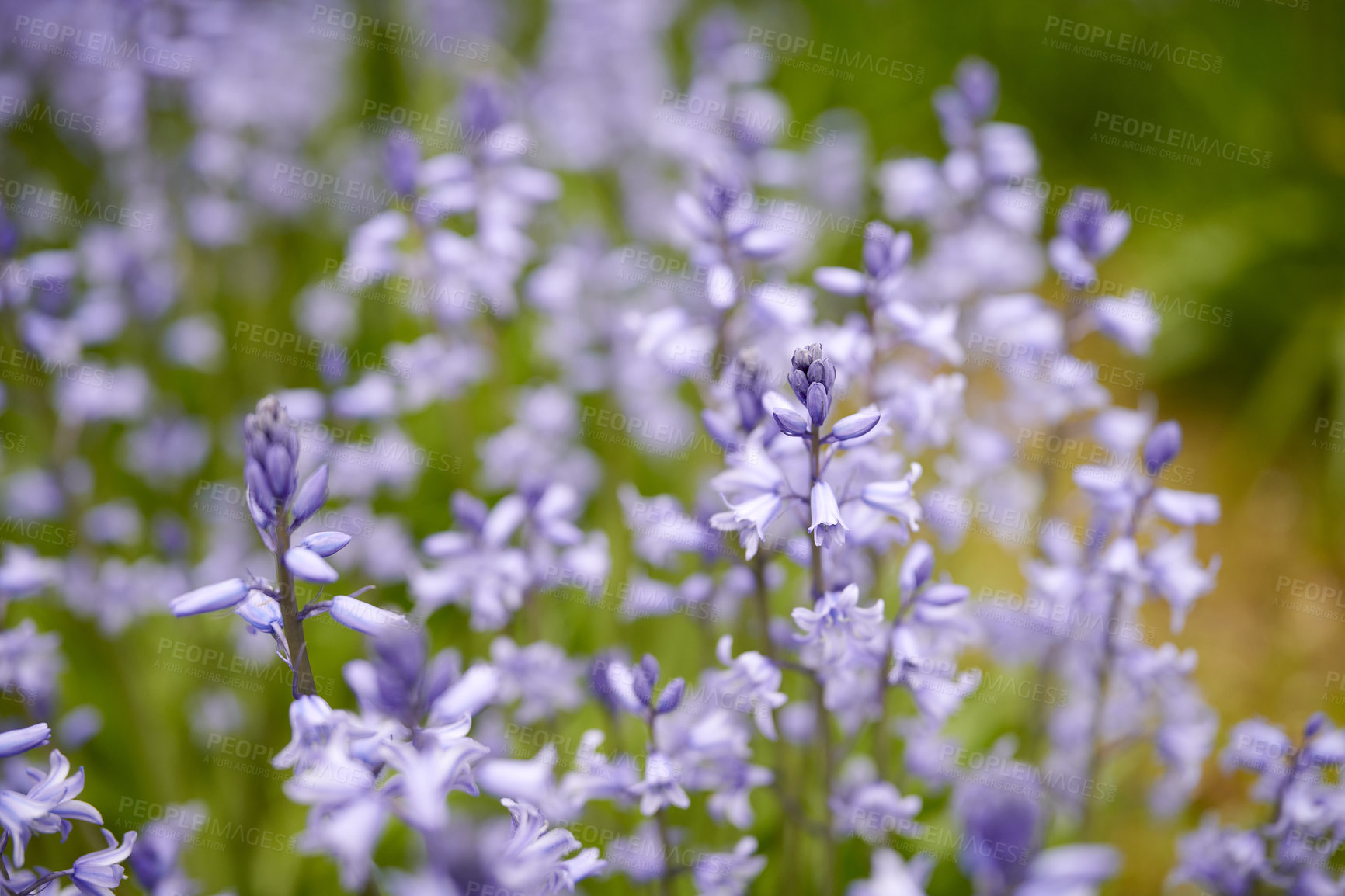 Buy stock photo Closeup of common bluebell flowers growing and flowering on green stems in remote field, meadow or home garden. Textured detail of backyard blue kent bell or campanula plants blossoming and blooming