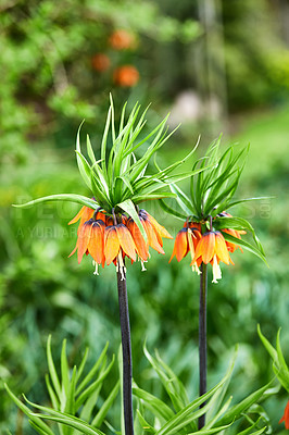 Buy stock photo A series of beautiful garden photos