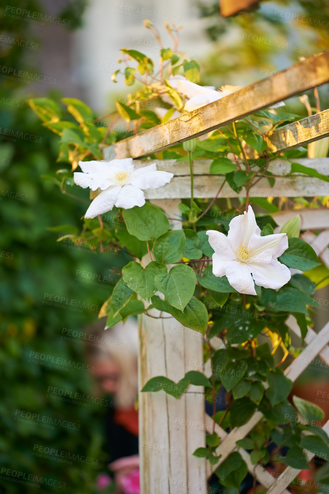 Buy stock photo A series of beautiful garden photos