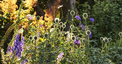 Buy stock photo A series of beautiful garden photos