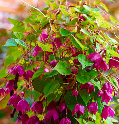 Buy stock photo A series of beautiful garden photos