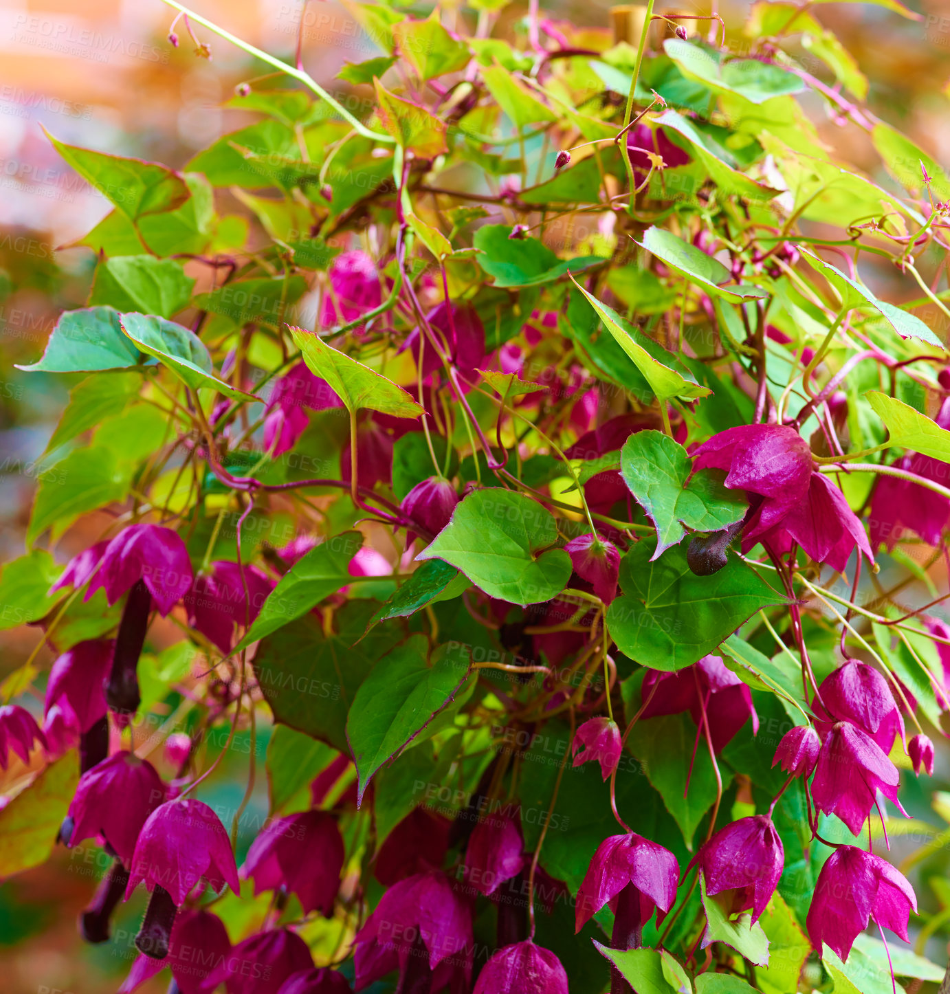 Buy stock photo A series of beautiful garden photos