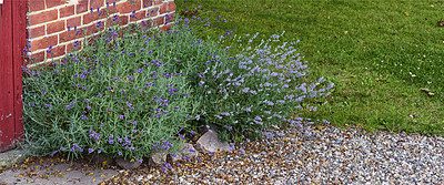 Buy stock photo A series of beautiful garden photos