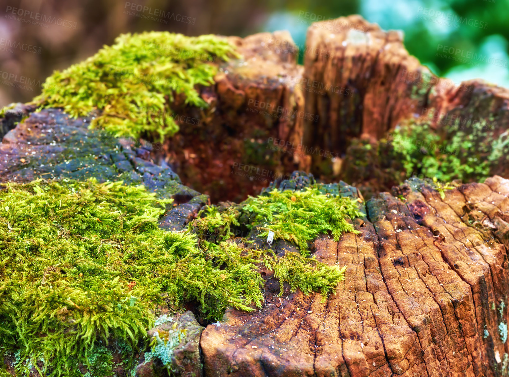 Buy stock photo A series of beautiful garden photos