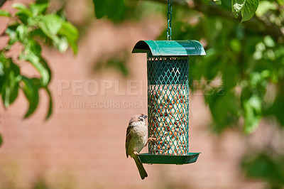 Buy stock photo A series of beautiful garden photos