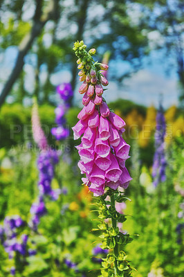 Buy stock photo A series of beautiful garden photos