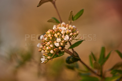 Buy stock photo A series of beautiful garden photos