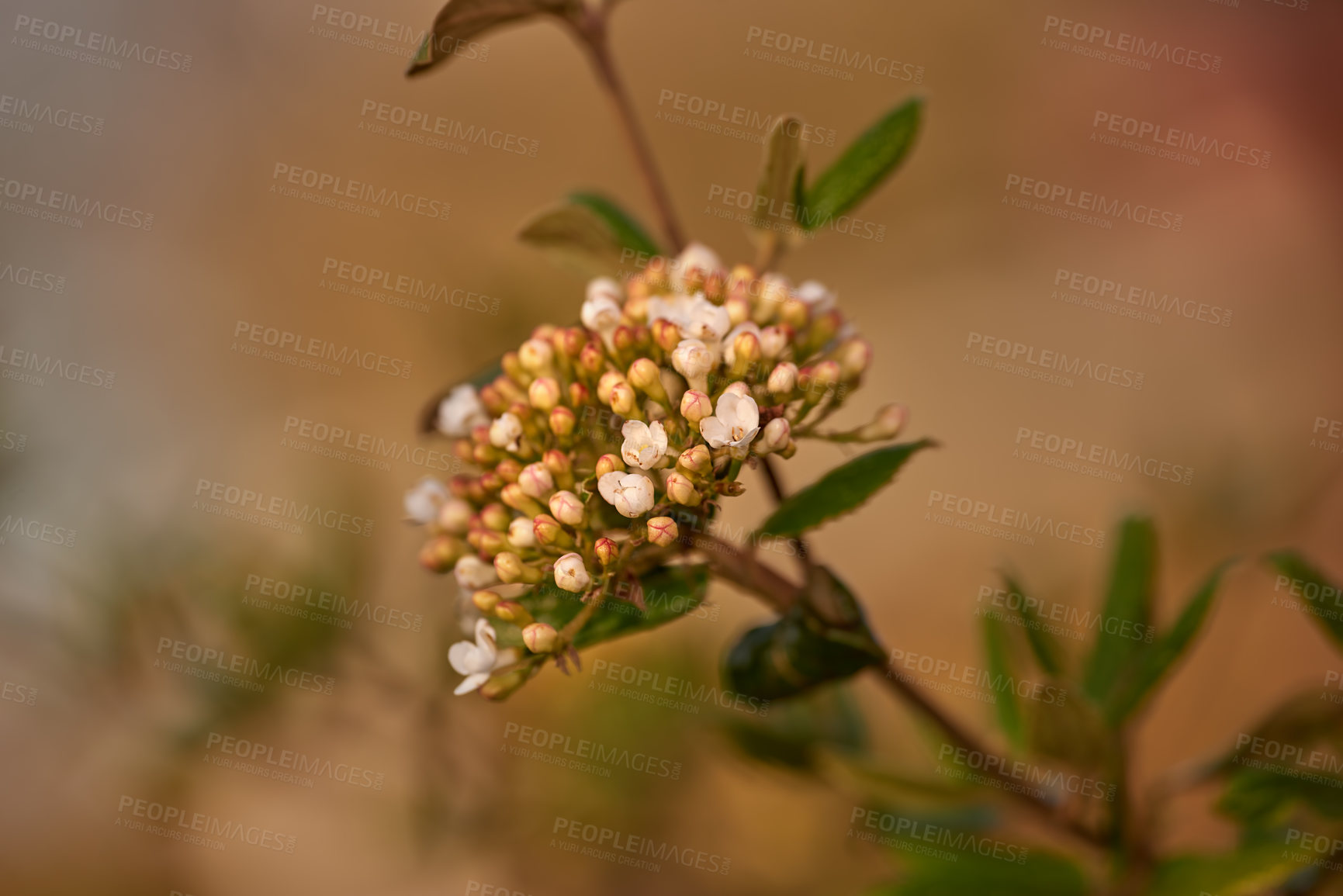 Buy stock photo A series of beautiful garden photos