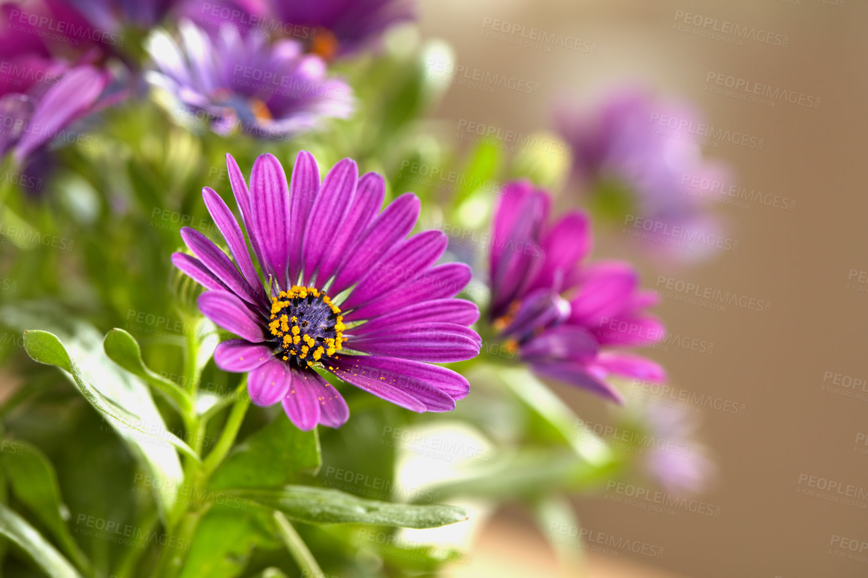 Buy stock photo A series of beautiful garden photos