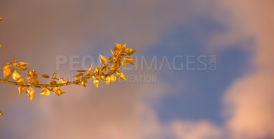 Buy stock photo A series of beautiful garden photos