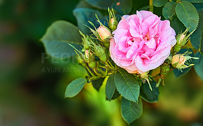 Buy stock photo Closeup of Dog Rose flowers on a branch with copy space and bokeh. Budding flowers blooming with fragrant blossoms on a sunny day. Macro details of pink roses with soft petals in harmony with nature