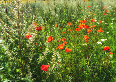 Buy stock photo A series of beautiful garden photos