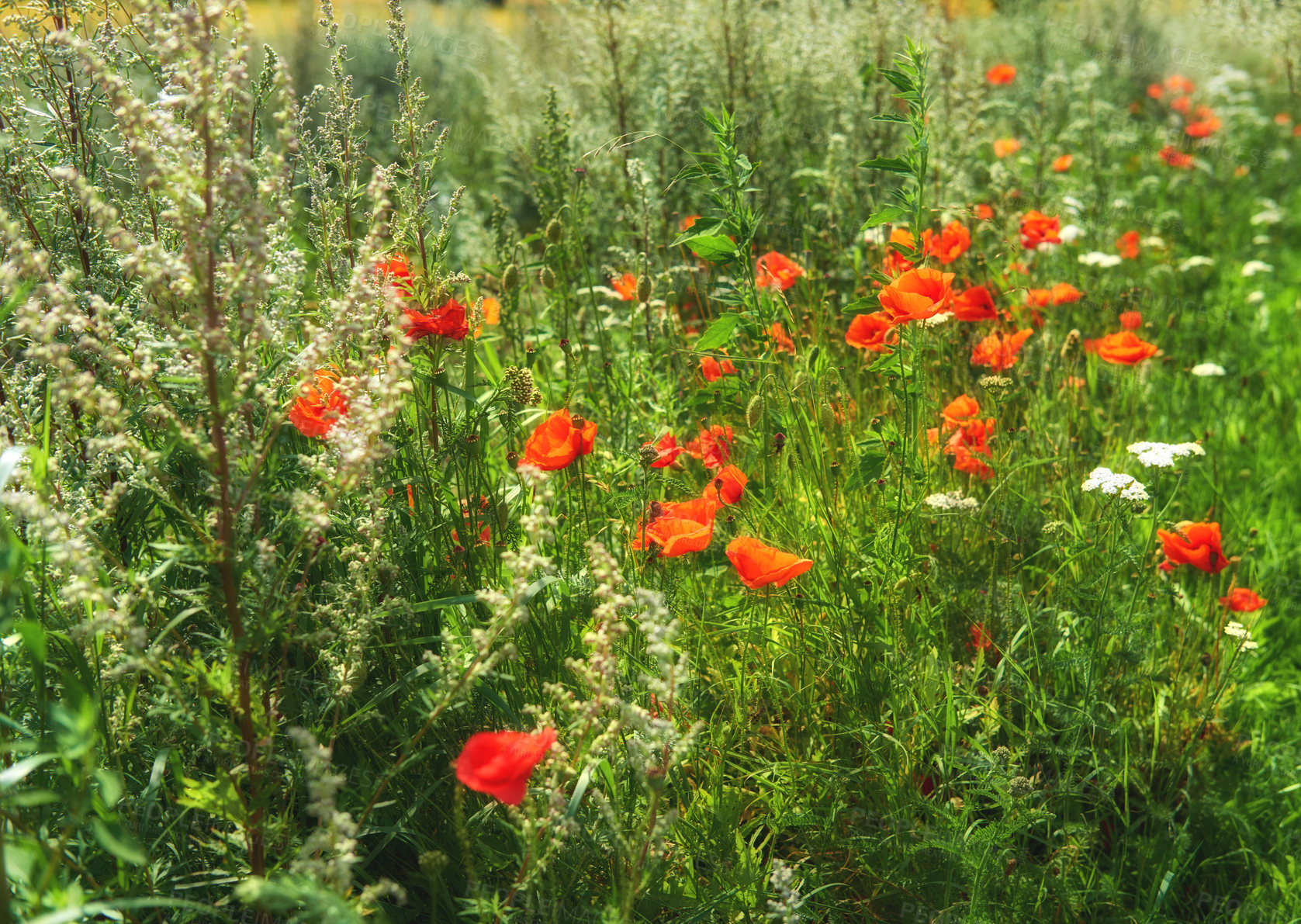 Buy stock photo A series of beautiful garden photos