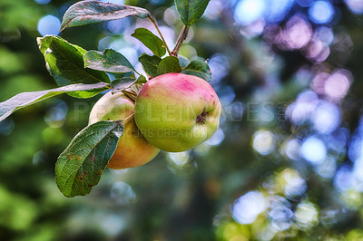 Buy stock photo A series of beautiful garden photos