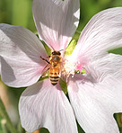 Beautiful flowers from my garden