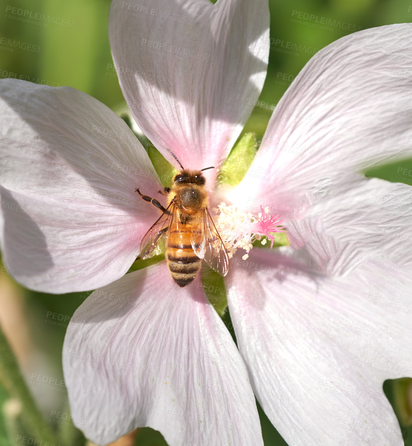 Buy stock photo Spring, bee and pink flower outdoor with pollen, growth and sustainable environment for ecosystem. Floral plant, animal and insect pollination in nature for ecology, botany bloom or wildlife closeup.