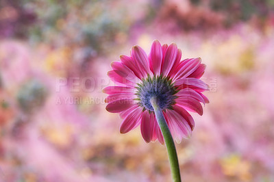 Buy stock photo A series of beautiful garden photos