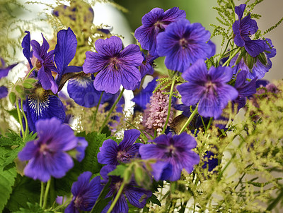 Buy stock photo Closeup of blue cranesbill flowers with exposed stamen for pollination access in remote field, meadow or home garden. Macro texture detail of geranium plant growing, flowering or blooming in backyard