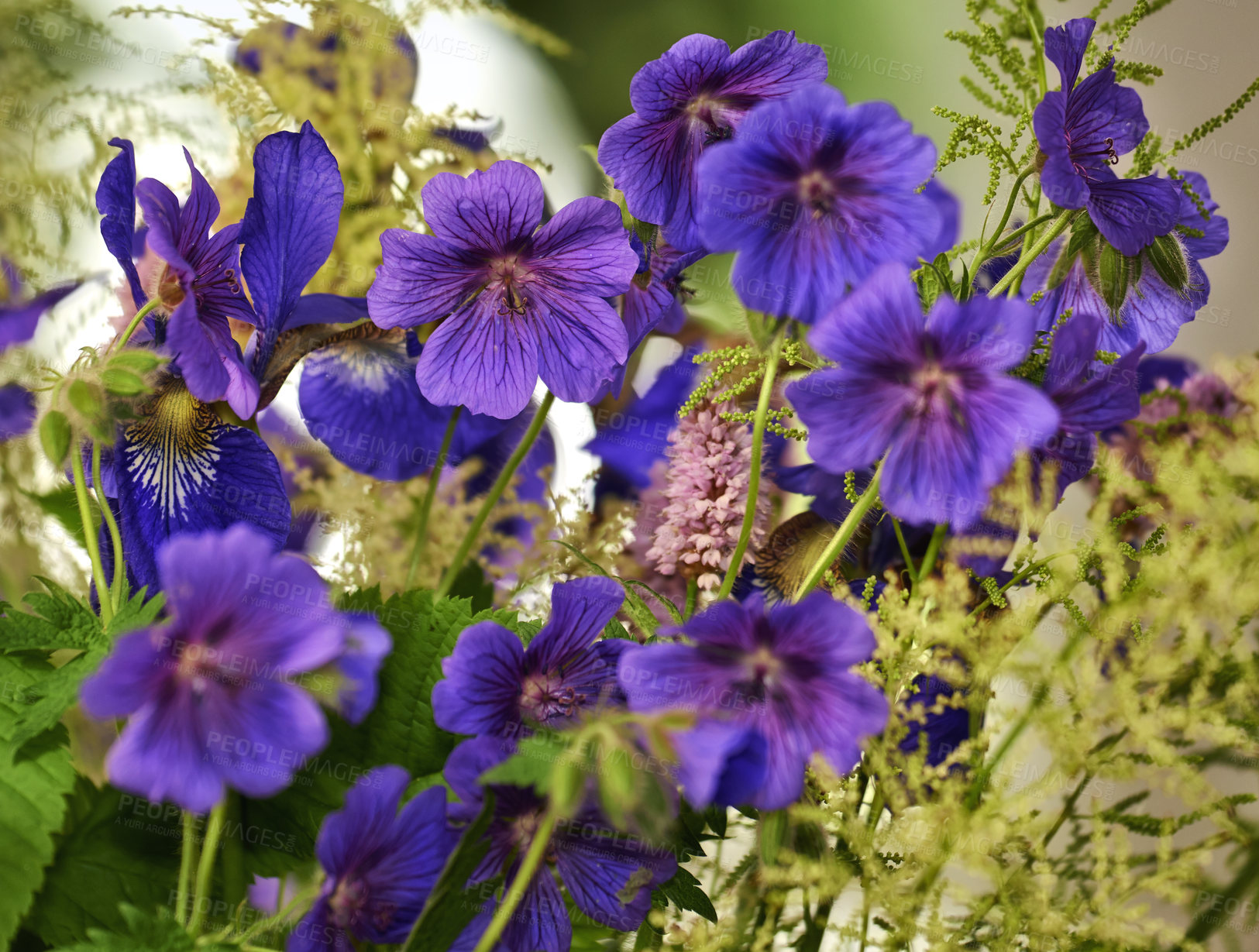 Buy stock photo Closeup of blue cranesbill flowers with exposed stamen for pollination access in remote field, meadow or home garden. Macro texture detail of geranium plant growing, flowering or blooming in backyard