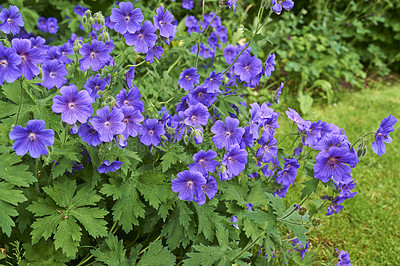 Buy stock photo  Cluster of beautiful purple blue flowers common name cranesbill of Geraniaceae family, growing in a meadow. Geranium Johnson Blue perennial blooms with blue petals in vibrant natural green garden 