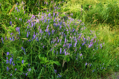 Buy stock photo A photo of beautiful Blue flowers in springtime