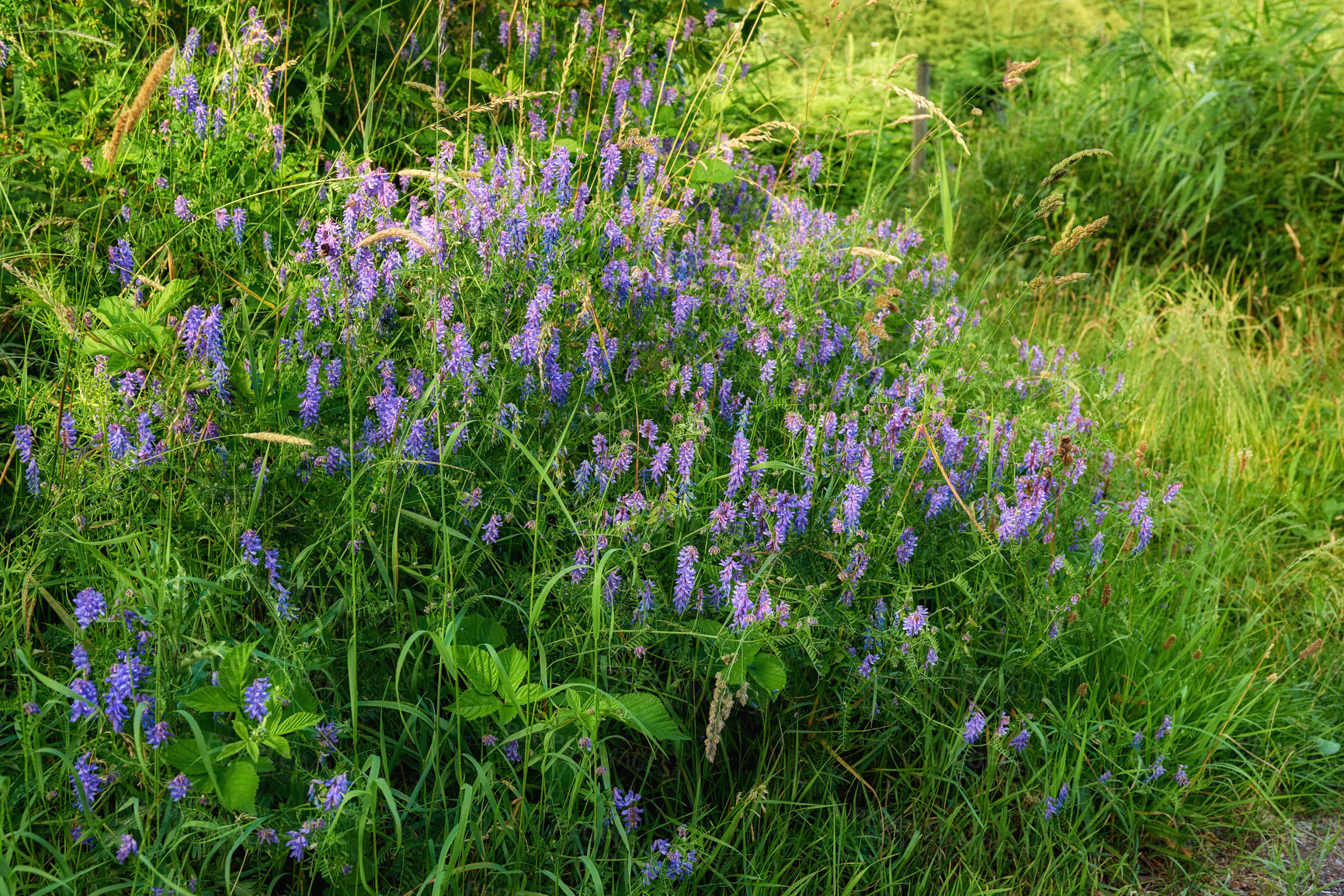 Buy stock photo A photo of beautiful Blue flowers in springtime