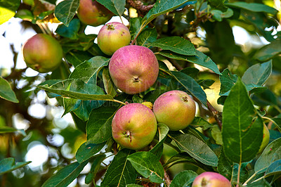 Buy stock photo Closeup of red and green apples growing on a tree in a quiet backyard on a sunny day. Zoom in on ripe fruit ready to be picked on an orchard farm. Macro details of sustainable organic agriculture 