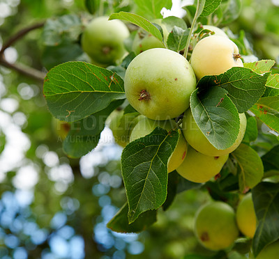 Buy stock photo Fresh ripe green apples growing on tree outside. Serene and tranquil setting of nature on a bright sunny Summer day. Plant stem of fruit with green leaves around apples on farm.