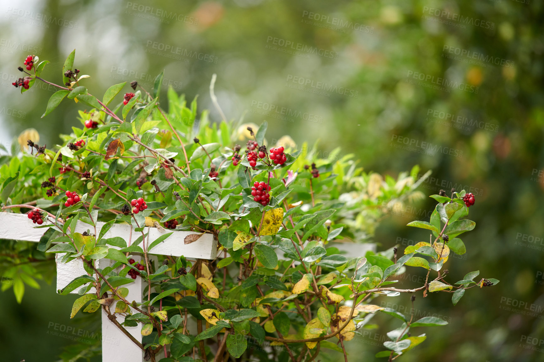 Buy stock photo Honeysuckle berries growing in a garden outdoors. Bright red fruit growth on a common perennial plant creating a beautiful contrast in a green backyard hedgerow or park in summer with copy space