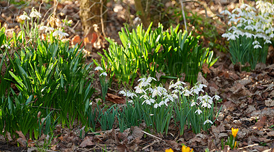 Buy stock photo Beautiful white common snowdrop flower growing and thriving in a forest with fallen leaves in autumn. Galanthus nivalis blossoming, blooming and flowering in a meadow or home backyard garden