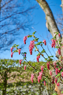 Buy stock photo A series of beautiful garden photos