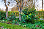 Huge tree in my garden - early spring