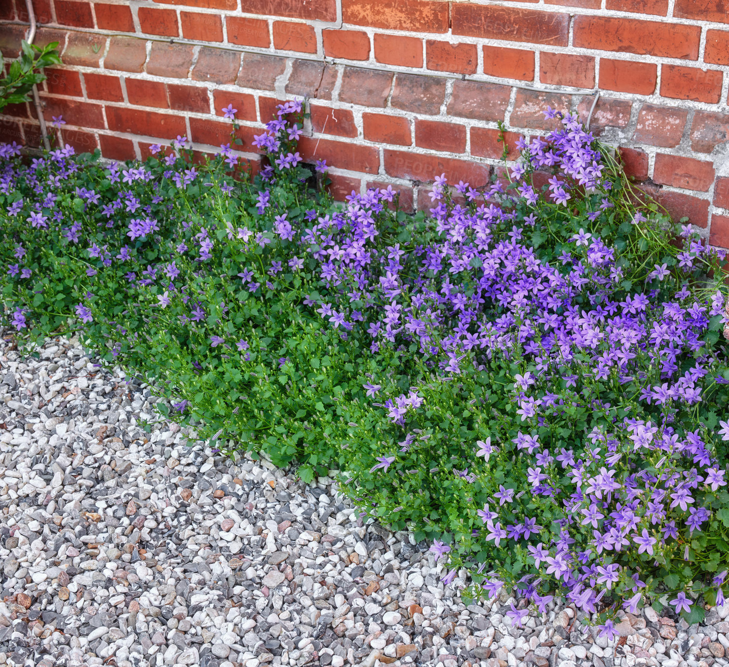 Buy stock photo A series of beautiful garden photos