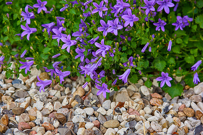 Buy stock photo A series of beautiful garden photos