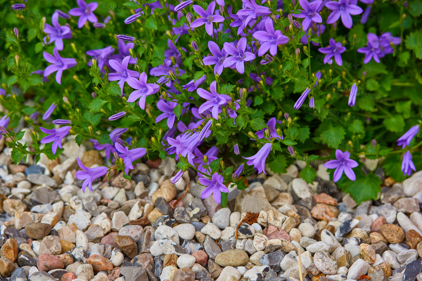 Buy stock photo A series of beautiful garden photos