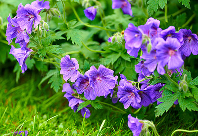 Buy stock photo Purple hardy geranium flowers growing outside in a park. Bush of indigo or blue geraniums blooming in a lush garden or backyard in spring. Delicate wild blossoms for nature background with copy space