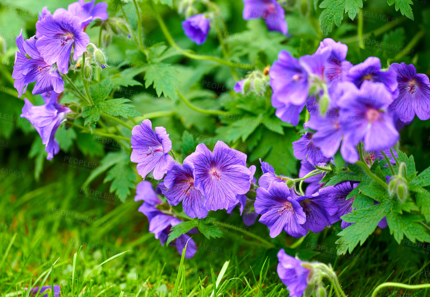 Buy stock photo Purple hardy geranium flowers growing outside in a park. Bush of indigo or blue geraniums blooming in a lush garden or backyard in spring. Delicate wild blossoms for nature background with copy space