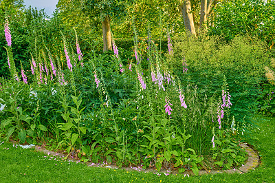 Buy stock photo Lush landscape with colorful flowering plants growing in a garden or park on a sunny spring day outdoors. Pink common foxglove or lady's glove flowers from the plantain species blooming in nature