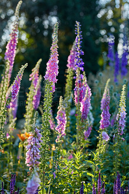 Buy stock photo A series of beautiful garden photos