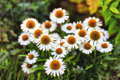 Buy stock photo A series of beautiful garden photos