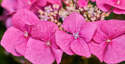 Buy stock photo A series of beautiful garden photos