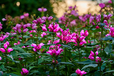 Buy stock photo A series of beautiful garden photos