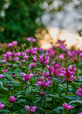 Buy stock photo A series of beautiful garden photos