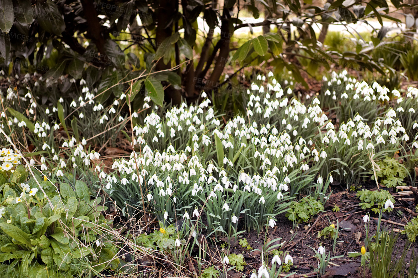 Buy stock photo A series of beautiful garden photos